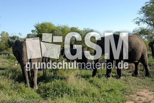 Afrikanischer Elefant (56 von 131).jpg